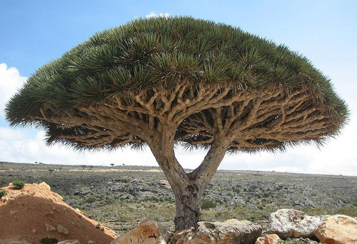 dragon blood tree pic 1